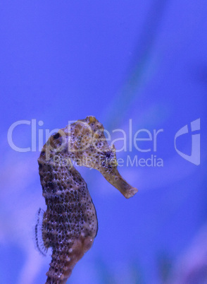 Longsnout seahorse known as Hippocampus reidi