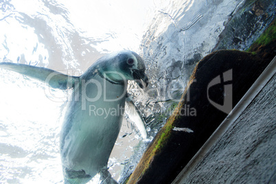 Black and white Magellanic penguin Spheniscus magellanicus