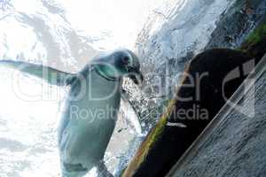 Black and white Magellanic penguin Spheniscus magellanicus