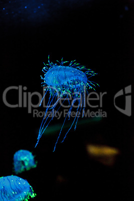 Flower hat jelly known as Olindias Formosa