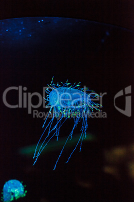 Flower hat jelly known as Olindias Formosa