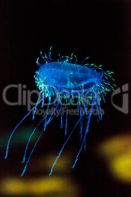 Flower hat jelly known as Olindias Formosa