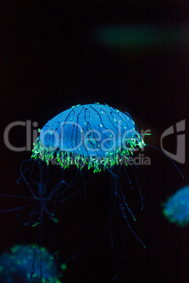 Flower hat jelly known as Olindias Formosa
