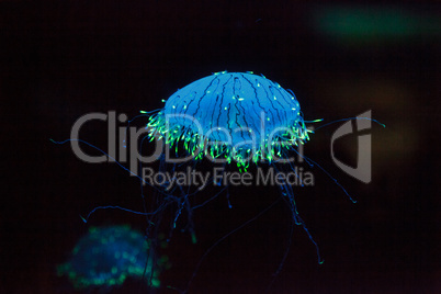 Flower hat jelly known as Olindias Formosa