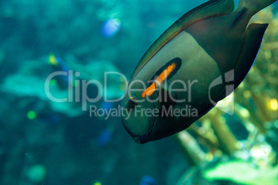 Orange shoulder tang fish, orangeshoulder, Acanthurus olivaceus