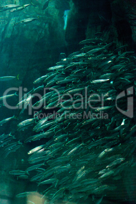 Pacific chub mackerel Scomber japonicus
