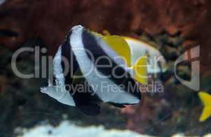 Pennant Butterflyfish Heniochus acuminatus