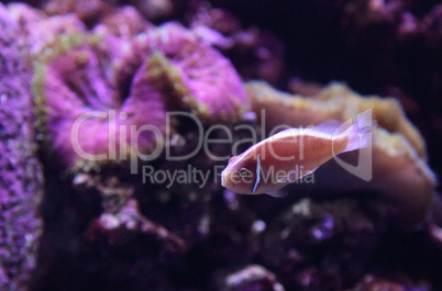 Pink skunk clownfish called Amphiprion perideraion