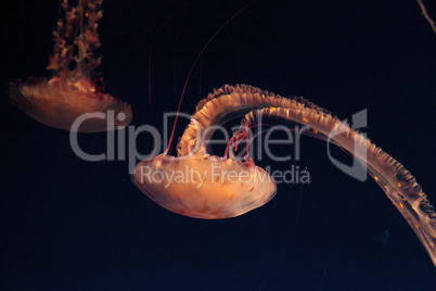 Purple striped jellyfish, Chrysaora colorata
