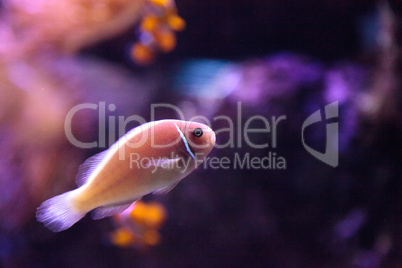 Pink skunk clownfish called Amphiprion perideraion