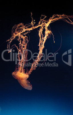 Purple striped jellyfish, Chrysaora colorata