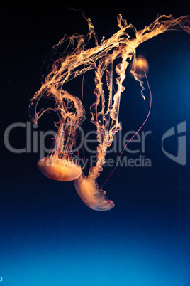 Purple striped jellyfish, Chrysaora colorata