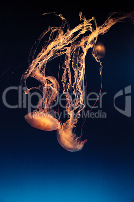 Purple striped jellyfish, Chrysaora colorata