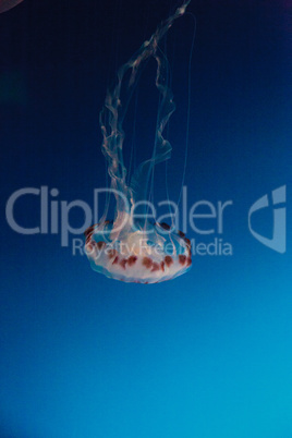 Purple striped jellyfish, Chrysaora colorata