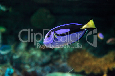 Palette tang fish, Paracanthurus hepatus