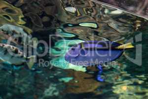 Palette tang fish, Paracanthurus hepatus