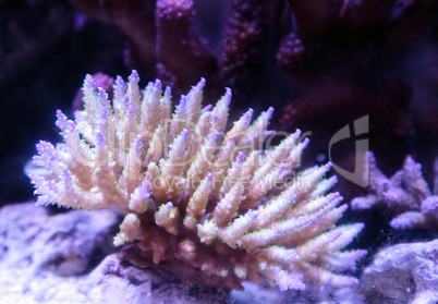 Pink tipped staghorn Acropora coral