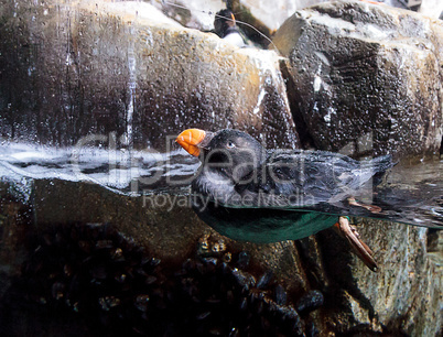 Tufted puffin called Fratercula cirrhata