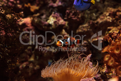 Clownfish, Amphiprioninae