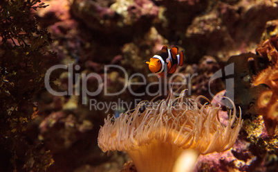 Clownfish, Amphiprioninae