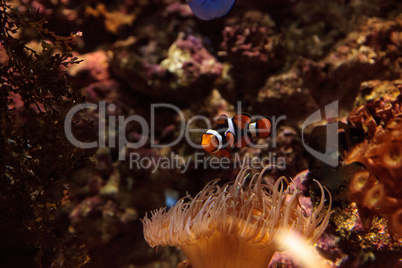 Clownfish, Amphiprioninae