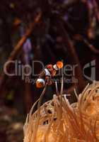 Clownfish, Amphiprioninae