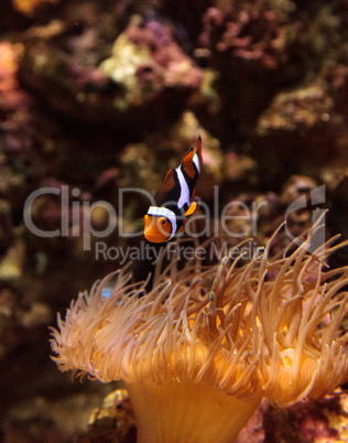 Clownfish, Amphiprioninae