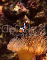 Clownfish, Amphiprioninae