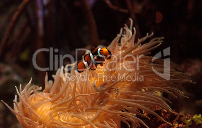 Clownfish, Amphiprioninae