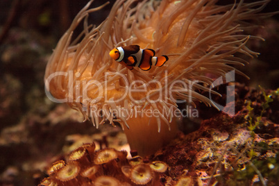 Clownfish, Amphiprioninae