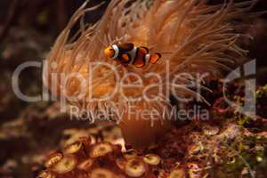 Clownfish, Amphiprioninae