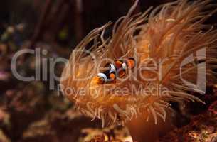 Clownfish, Amphiprioninae