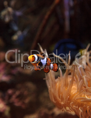 Clownfish, Amphiprioninae
