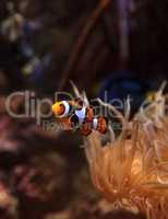 Clownfish, Amphiprioninae