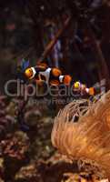 Clownfish, Amphiprioninae