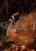 Clownfish, Amphiprioninae