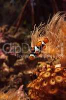 Clownfish, Amphiprioninae