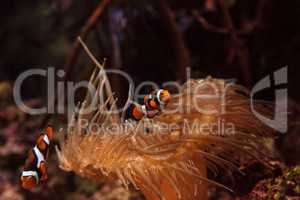 Clownfish, Amphiprioninae