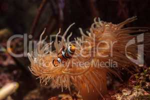 Clownfish, Amphiprioninae