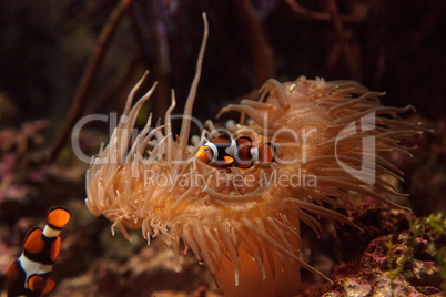 Clownfish, Amphiprioninae