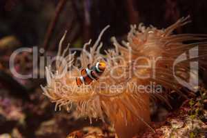 Clownfish, Amphiprioninae