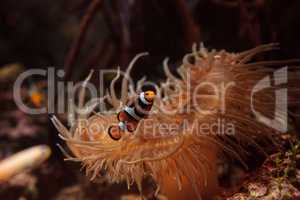 Clownfish, Amphiprioninae