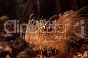 Clownfish, Amphiprioninae