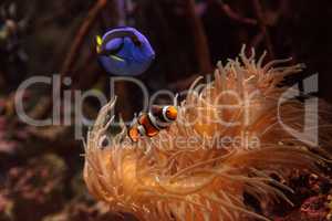 Clownfish Amphiprioninae and royal blue tang Paracanthurus hepatus