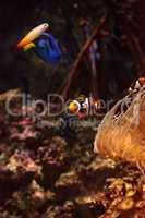 Clownfish Amphiprioninae and royal blue tang Paracanthurus hepatus