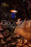 Clownfish Amphiprioninae and royal blue tang Paracanthurus hepatus
