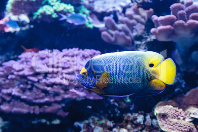 Blue faced angelfish Pomacanthus xanthometopon