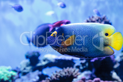 Blue faced angelfish Pomacanthus xanthometopon