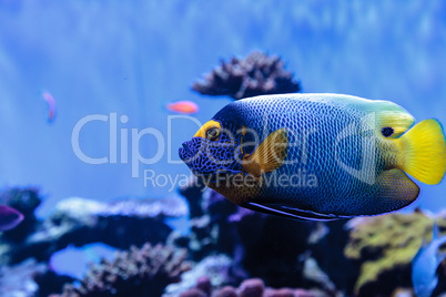 Blue faced angelfish Pomacanthus xanthometopon