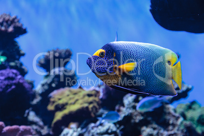 Blue faced angelfish Pomacanthus xanthometopon